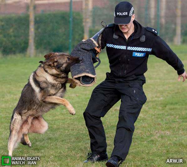 Animal-Rights-Watch--ARW-1-1132