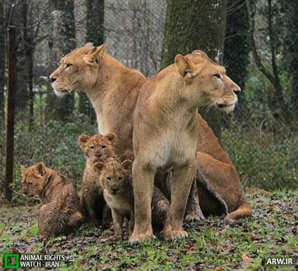 Animal-Rights-Watch--ARW-1-1133