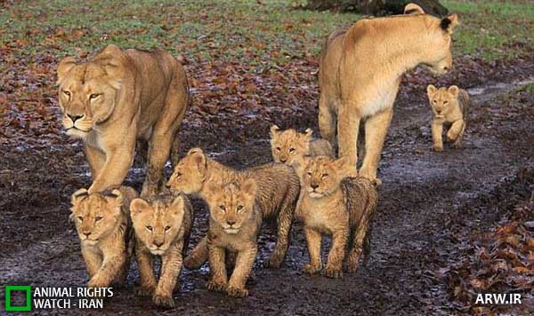Animal-Rights-Watch--ARW-1-1134