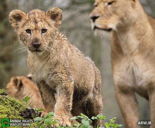 Animal-Rights-Watch--ARW-1-1135