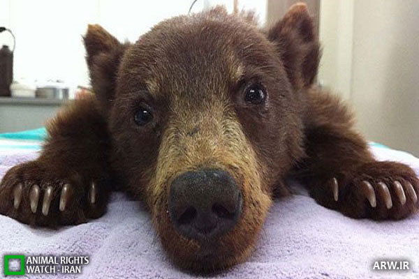 Animal-Rights-Watch--ARW-1-1136