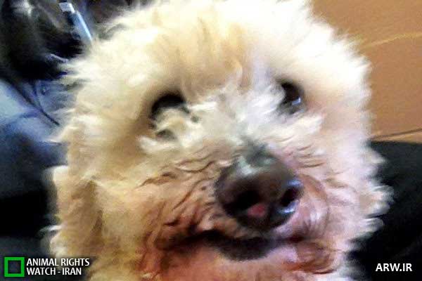 Animal-Rights-Watch--ARW-1-1137