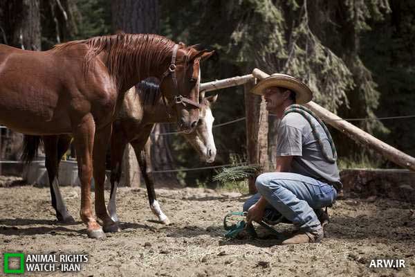 Animal-Rights-Watch--ARW-1-1138