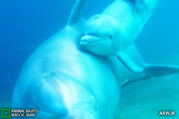 Animal-Rights-Watch--ARW-1-1140