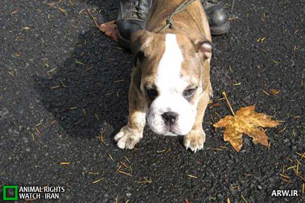 Animal-Rights-Watch--ARW-1-1141