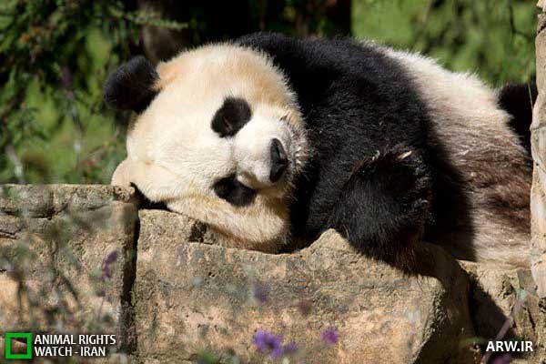 Animal-Rights-Watch--ARW-1-1142