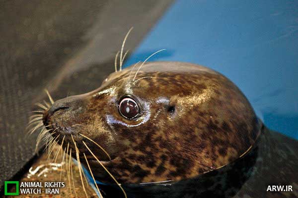 Animal-Rights-Watch--ARW-1-1143