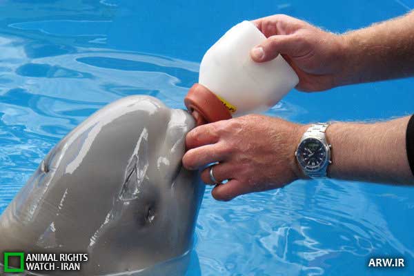 Animal-Rights-Watch--ARW-1-1145