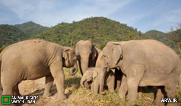 Animal-Rights-Watch--ARW-1-1253