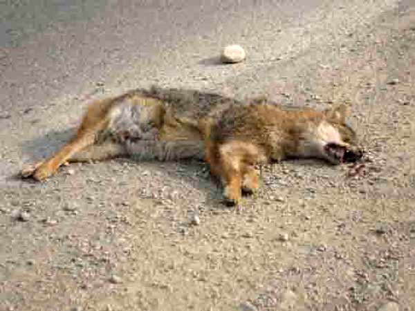 Animal-Rights-Watch-ARW-2695