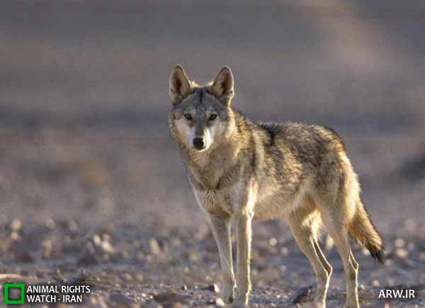 Animal-Rights-Watch-ARW-4334