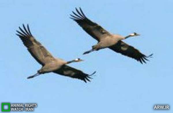 Animal-Rights-Watch-ARW-5488