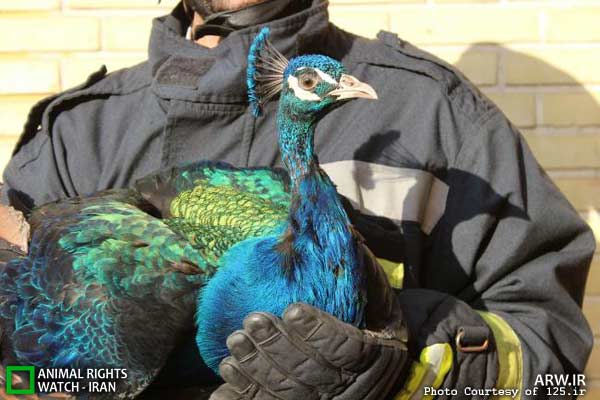 Animal-Rights-Watch-ARW-5559