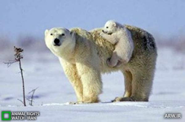 Animal-Rights-Watch-ARW-5569