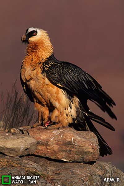 Animal-Rights-Watch-ARW-5608