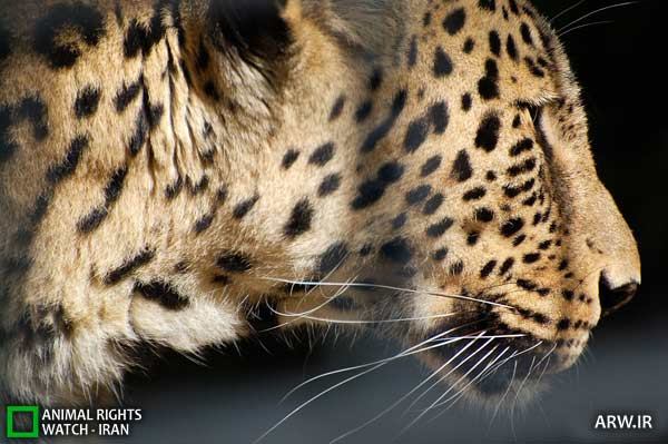 Animal-Rights-Watch-ARW-5632