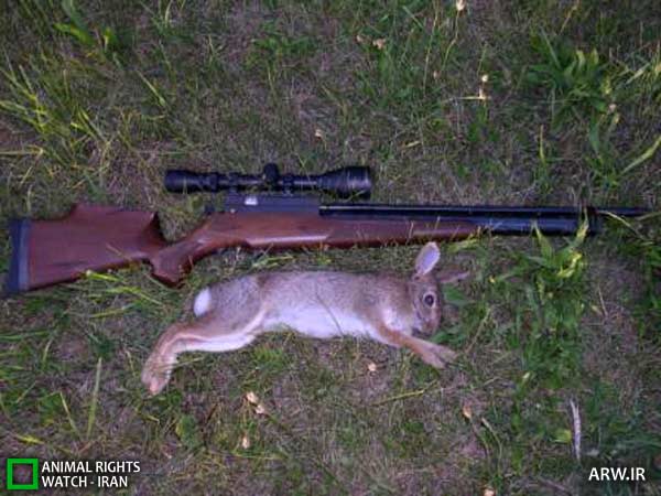 Animal-Rights-Watch-ARW-5633
