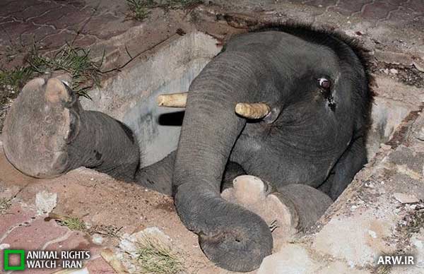 Animal-rights-watch-ARW-248