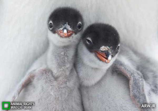 Animal-rights-watch-ARW-258