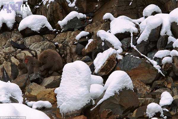 Animal-rights-watch-ARW-263