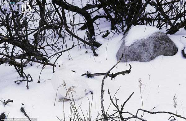 Animal-rights-watch-ARW-271