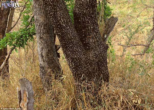 Animal-rights-watch-ARW-277