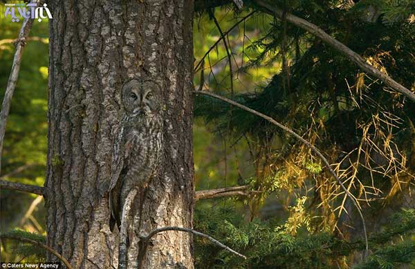 Animal-rights-watch-ARW-279