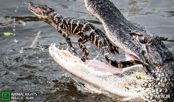 Animal-Rights-Watch--ARW-1-1148