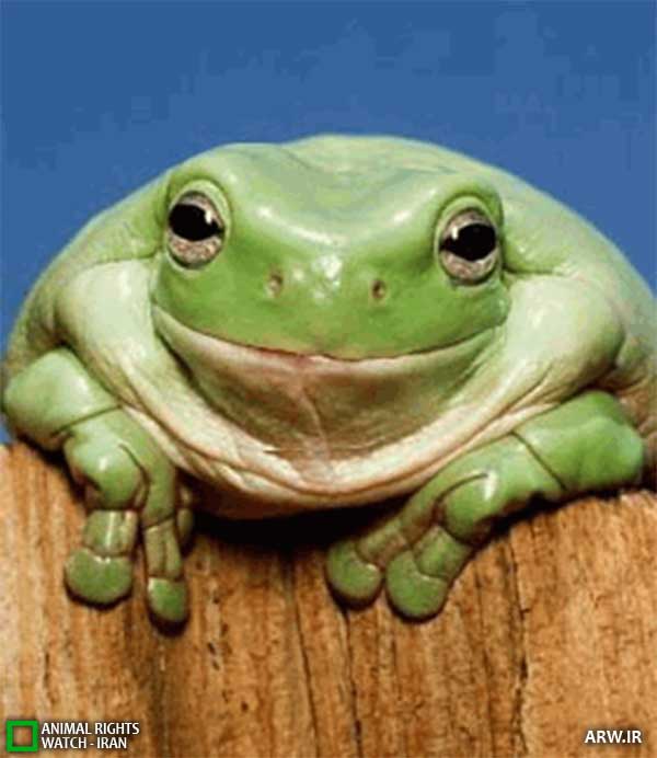 Animal-Rights-Watch--ARW-1-1149