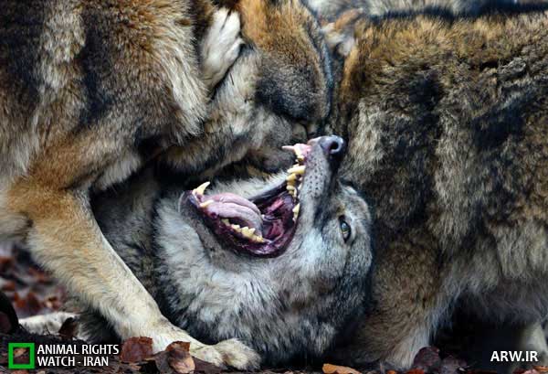 Animal-Rights-Watch--ARW-1-1151
