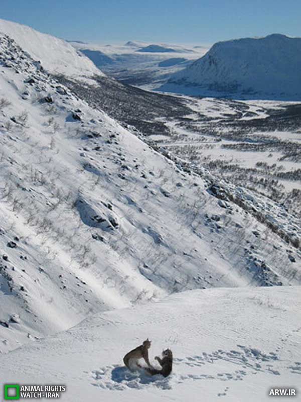 Animal-Rights-Watch--ARW-1-1153