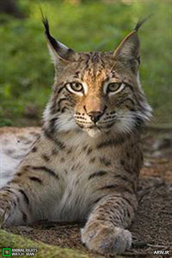 Animal-Rights-Watch--ARW-1-1154