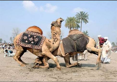 Animal-Rights-Watch--ARW-1-1157