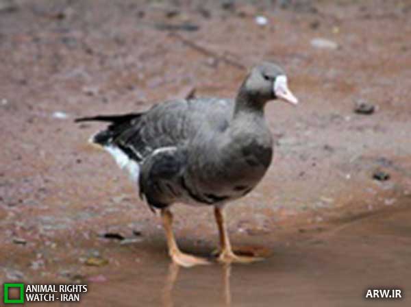Animal-Rights-Watch--ARW-1-1159