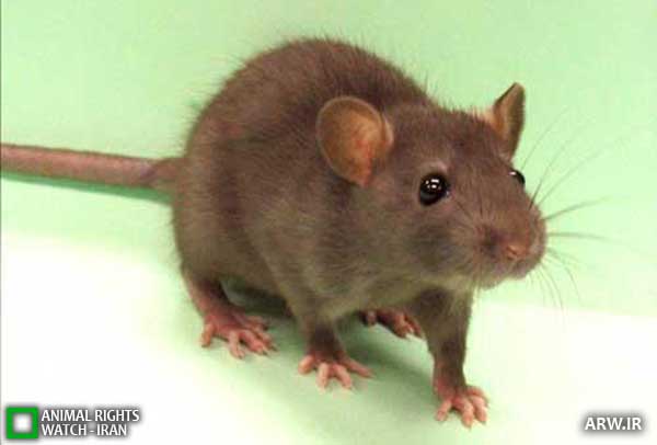 Animal-Rights-Watch--ARW-1-1163