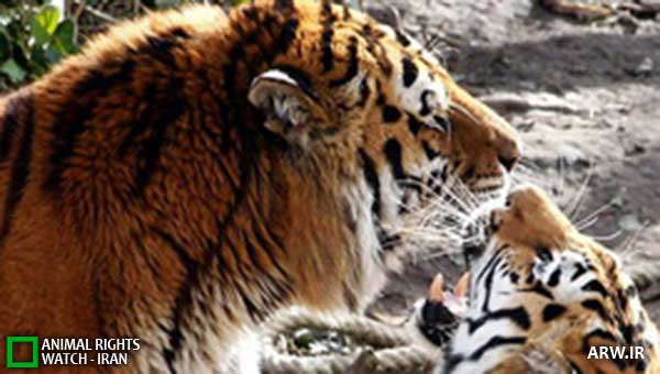 Animal-Rights-Watch--ARW-1-1168