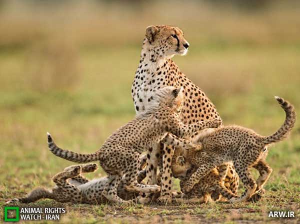Animal-Rights-Watch--ARW-1-1173