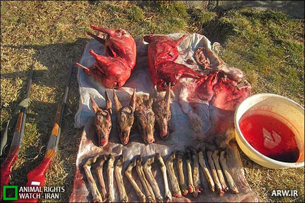 Animal-Rights-Watch--ARW-1-1177