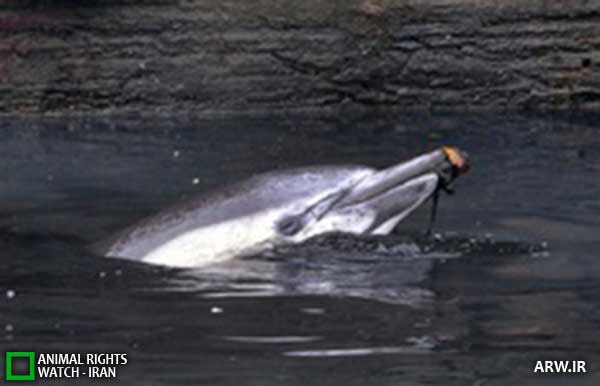 Animal-Rights-Watch--ARW-1-1178