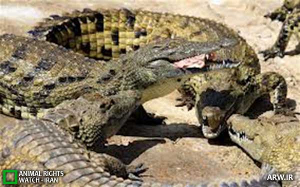 Animal-Rights-Watch--ARW-1-1180