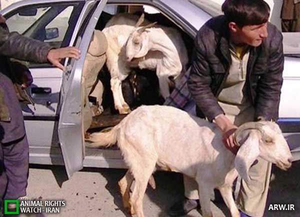 Animal-Rights-Watch--ARW-1-1182