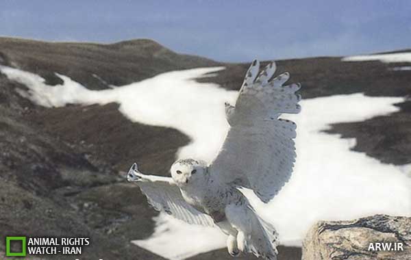 Animal-Rights-Watch--ARW-1-1185