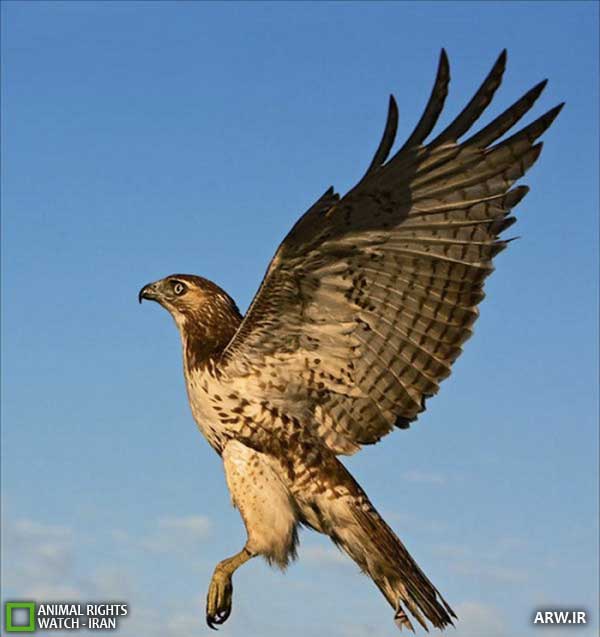 Animal-Rights-Watch--ARW-1-1186