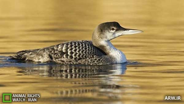 Animal-Rights-Watch--ARW-1-1187