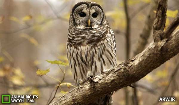 Animal-Rights-Watch--ARW-1-1188
