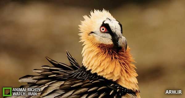 Animal-Rights-Watch--ARW-1-1189