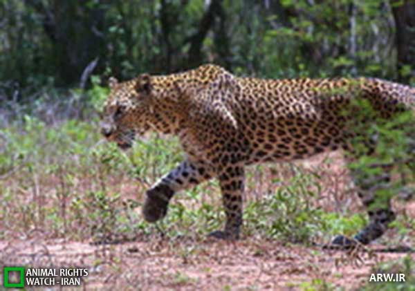 Animal-Rights-Watch--ARW-1-1191
