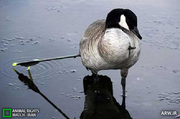 Animal-Rights-Watch--ARW-1-1193