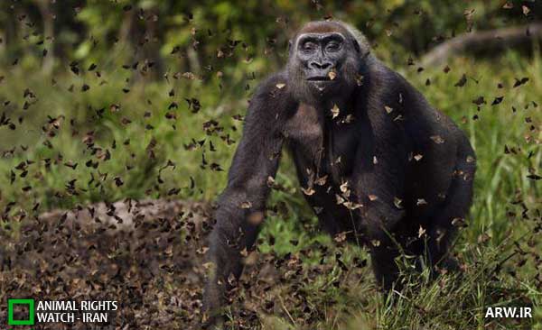 Animal-Rights-Watch--ARW-1-1195