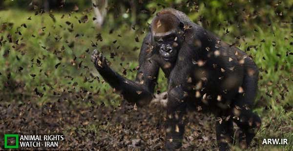 Animal-Rights-Watch--ARW-1-1196